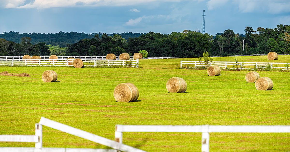 A field with hay bales in Alachua, Florida.