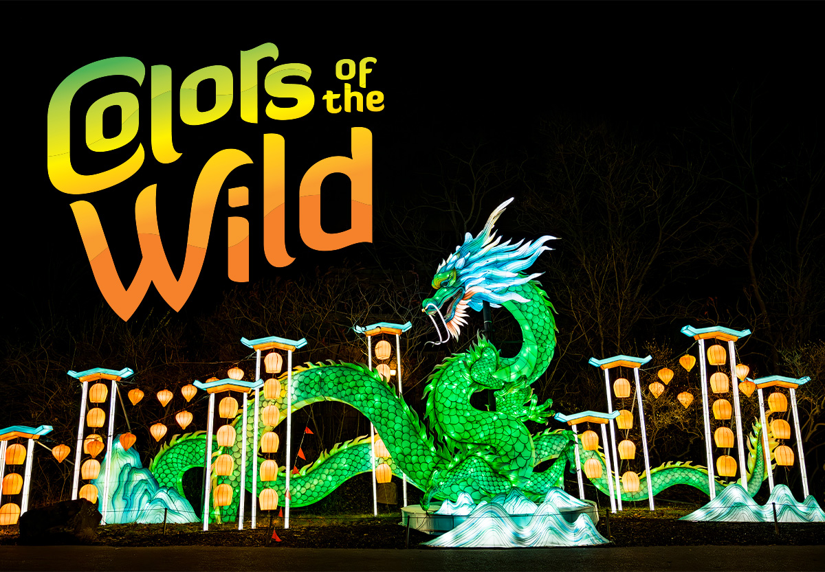 colors of the wild logo with dragon lantern